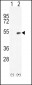 Bmp4 Antibody (N-term)